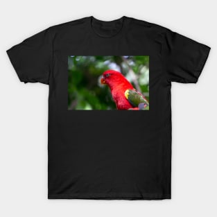 Red Macaw T-Shirt